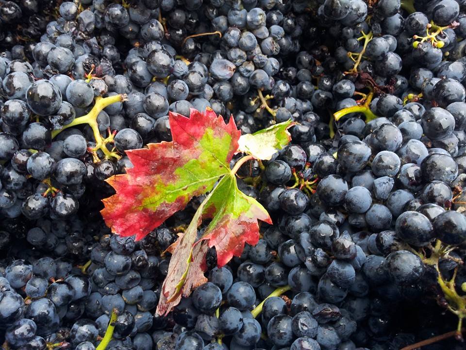 Uvas en Rioja Alavesa. Enoturismo en Álava